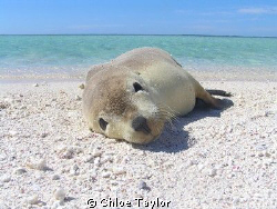 How Cute ;) Abrolhos Islands by Chloe Taylor 